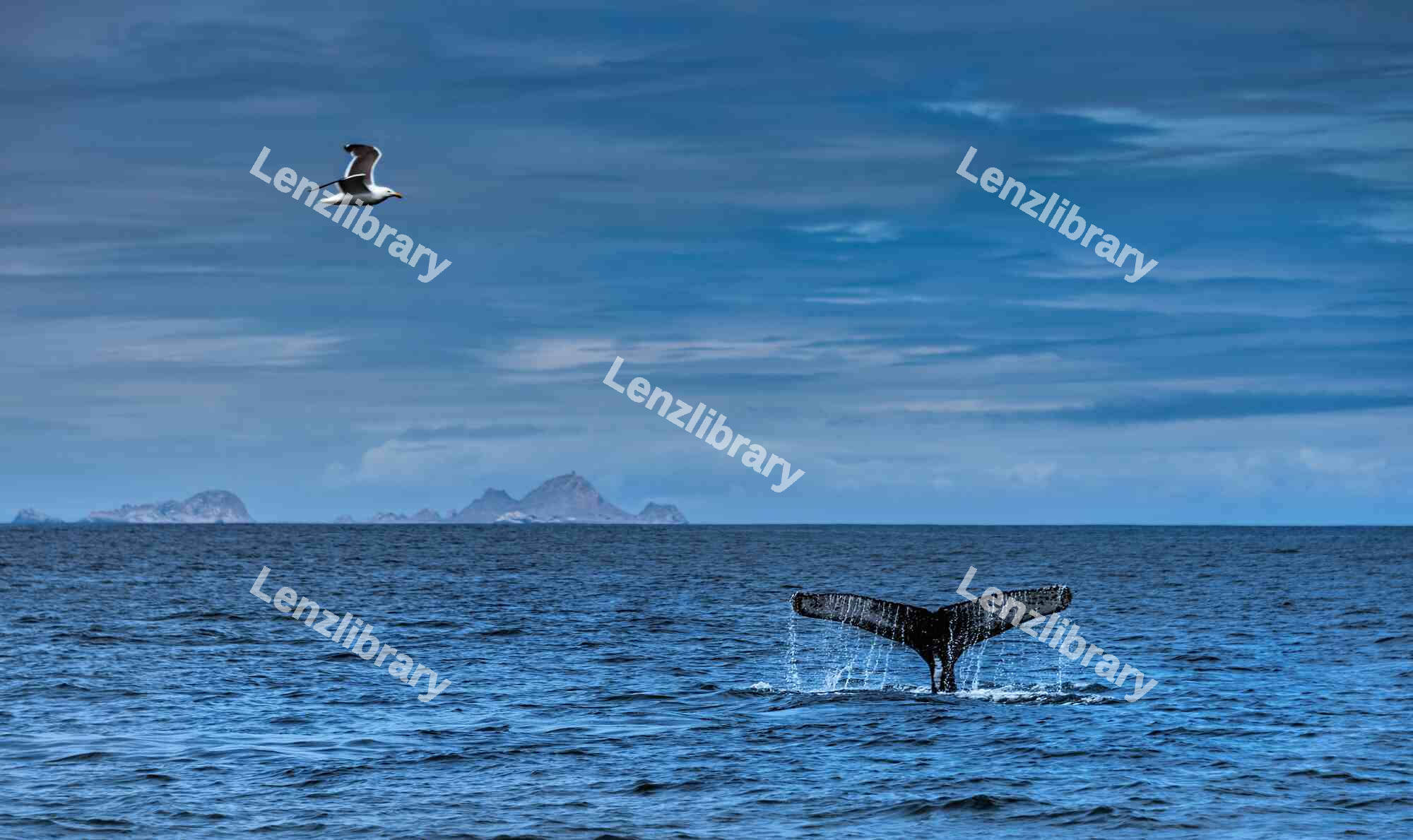 Humpback whale diving